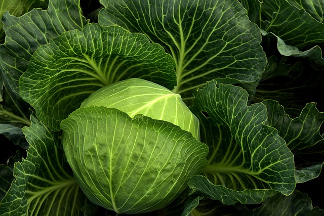 agriculture