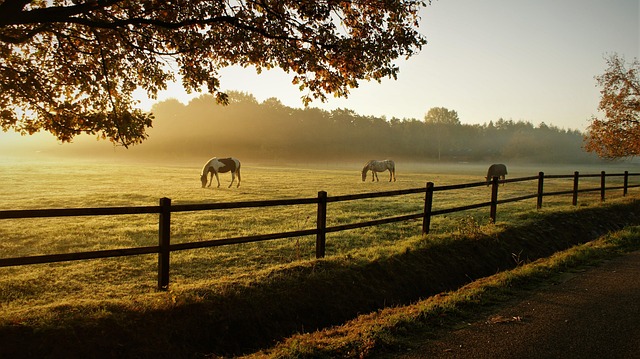 rural